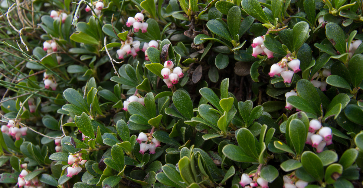 bearberry