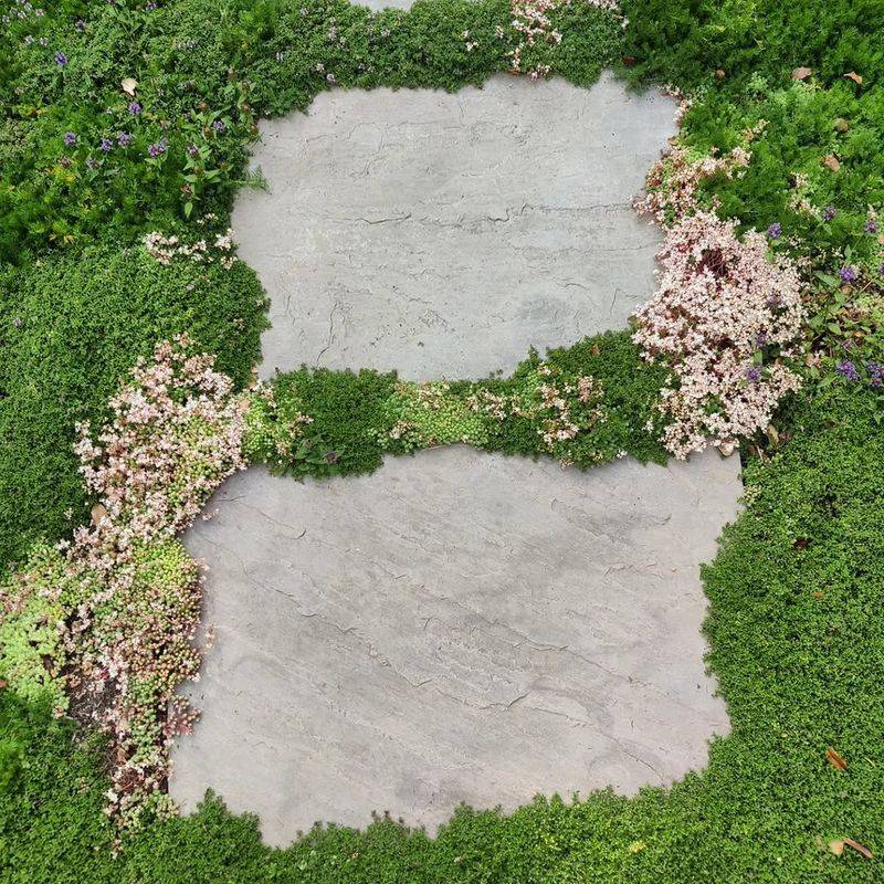 Native Mosses Suit Damp Shady Stone Walkways Native Mosses Suit Damp Shady Stone Walkways