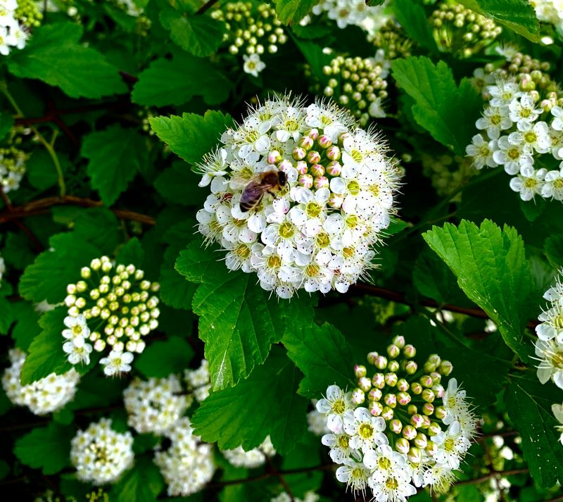 Native Ninebark