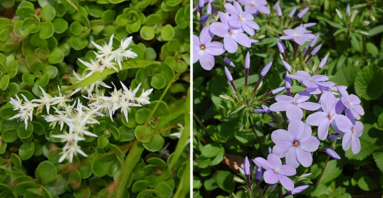Native North Carolina Ground Covers That Suppress Weeds Better Than Mulch On Slopes