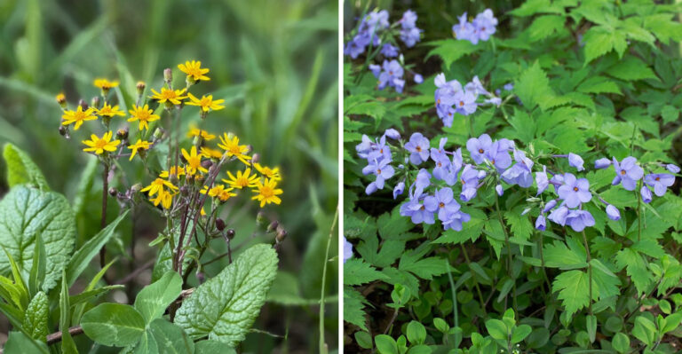Native North Carolina Ground Covers That Suppress Weeds Better Than Pine Straw Under Trees
