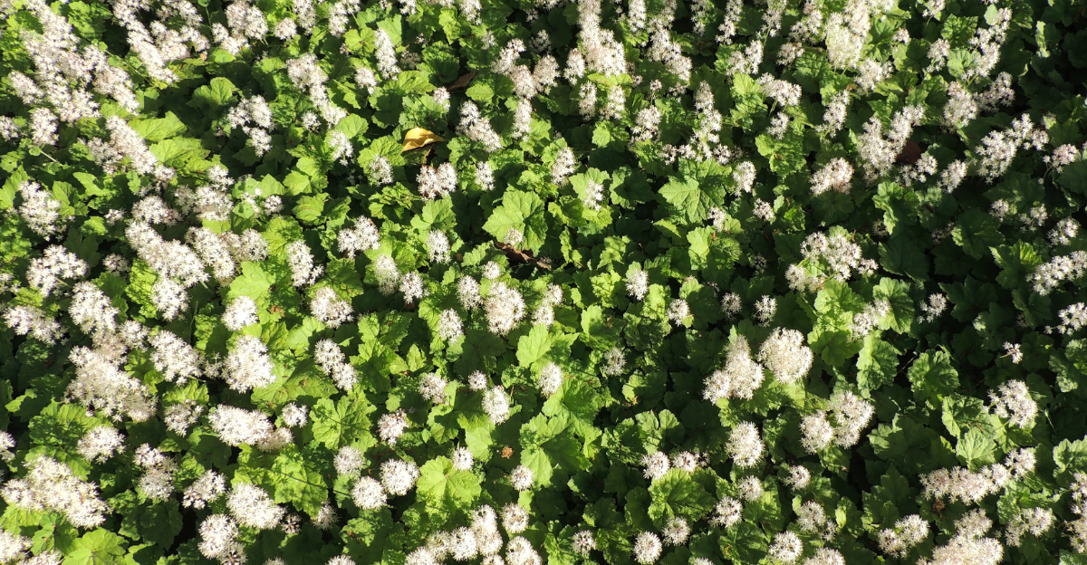 groundcover
