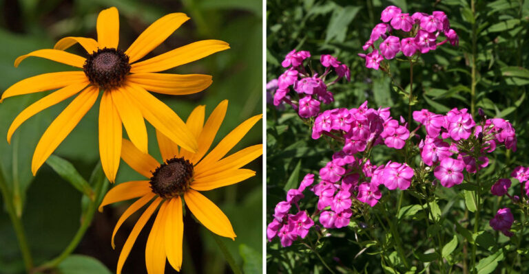Native North Carolina Perennials That Actually Outperform Coneflower In Piedmont Heat