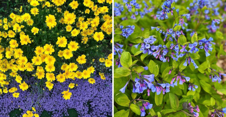 Native North Carolina Perennials That Suppress Weeds Better Than Landscape Fabric In Full Sun Borders