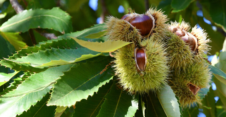 chestnuts