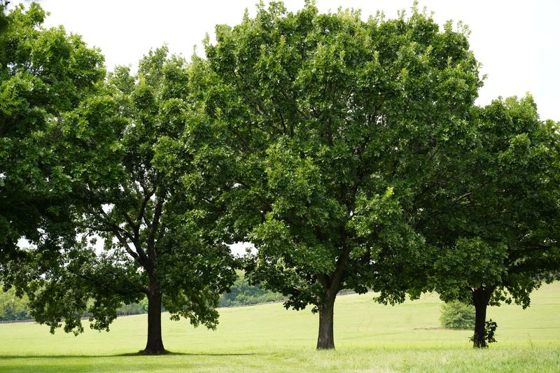 Native Oak Trees Native Oak Trees