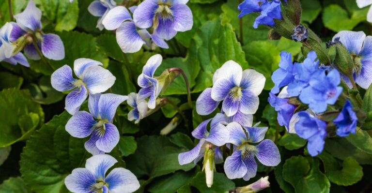 Native Ohio Ground Covers That Are Replacing Mulch In Garden Beds