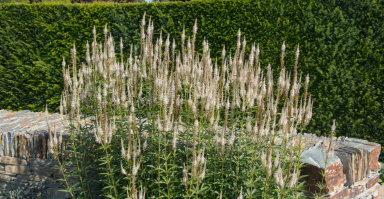 Culver's Root Plant