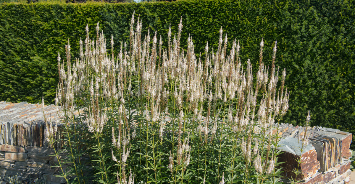 Culver's Root Plant