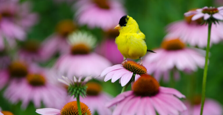 Native Ohio Plants That Feed Goldfinches When Seeds Ripen In July