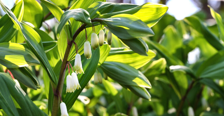 Solomon's Seal
