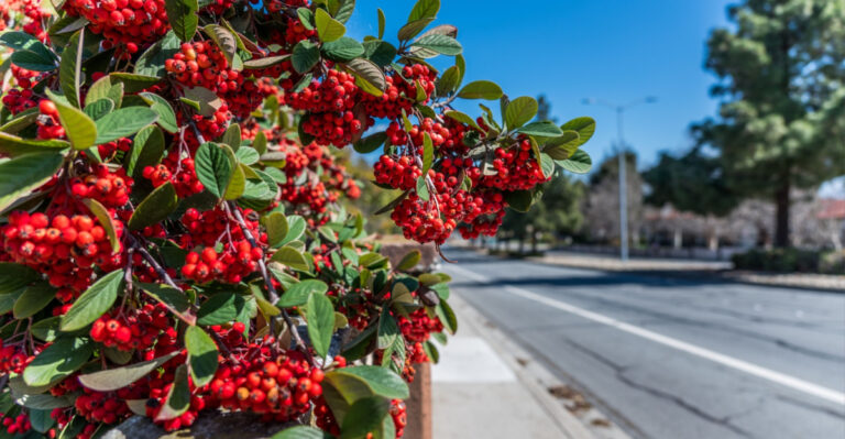 Native Ohio Plants To Grow Instead Of Knockout Roses Along Driveways