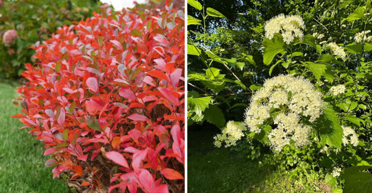 Native Ohio Shrubs That Outperform Arborvitae Along Driveways And Side Yards