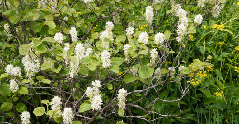 Dwarf fothergilla