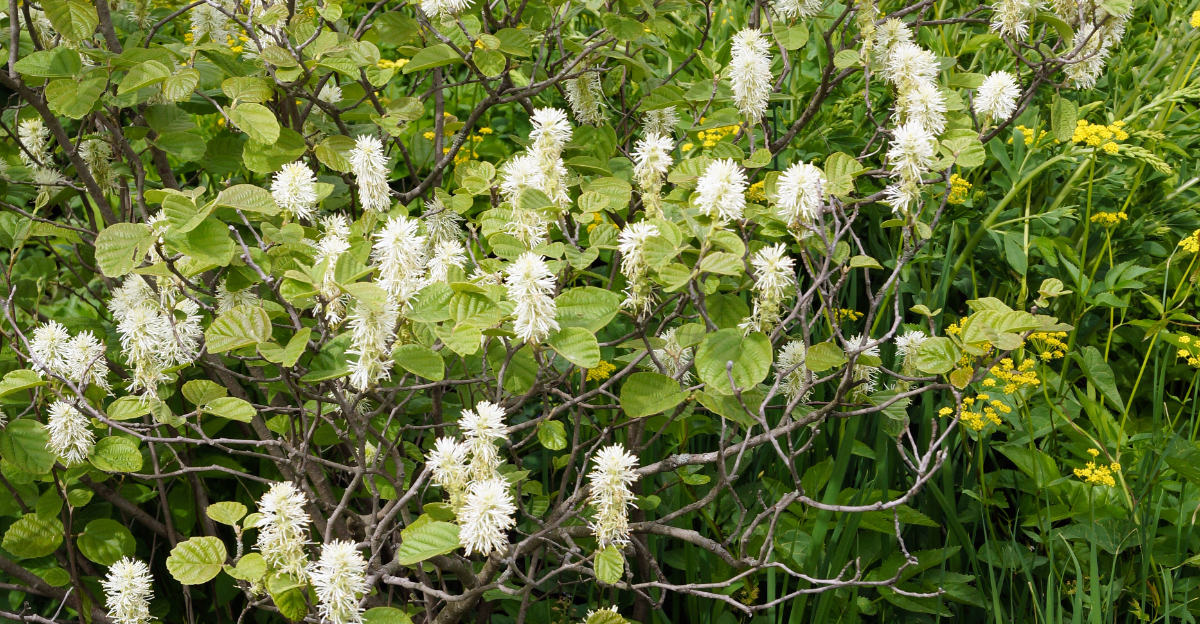 Dwarf fothergilla