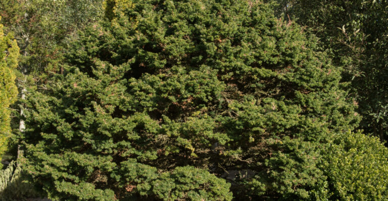 Tsuga canadensis 'Minuta'