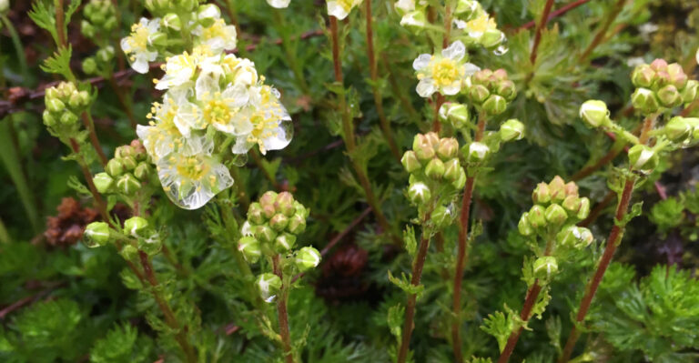 Native Oregon Ground Covers That Help Suppress Weeds With Less Upkeep
