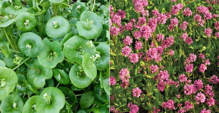 Native Oregon Groundcovers Gardeners Are Using Instead Of Bark Mulch