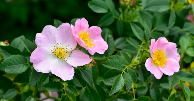 Native Oregon Shrubs That Outperform Rhododendrons In Tough Shady Spots