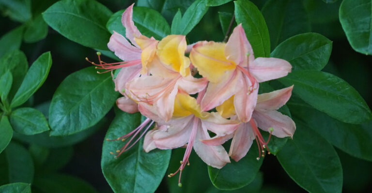 Native Oregon Shrubs That Work Better Than Arborvitae Along Driveways And Side Yards