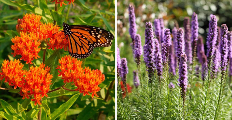 butterfly weed and blazing star
