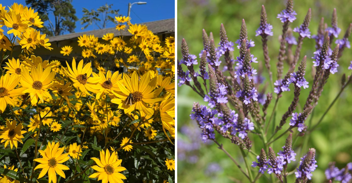 swamp sunflower and blue vervain