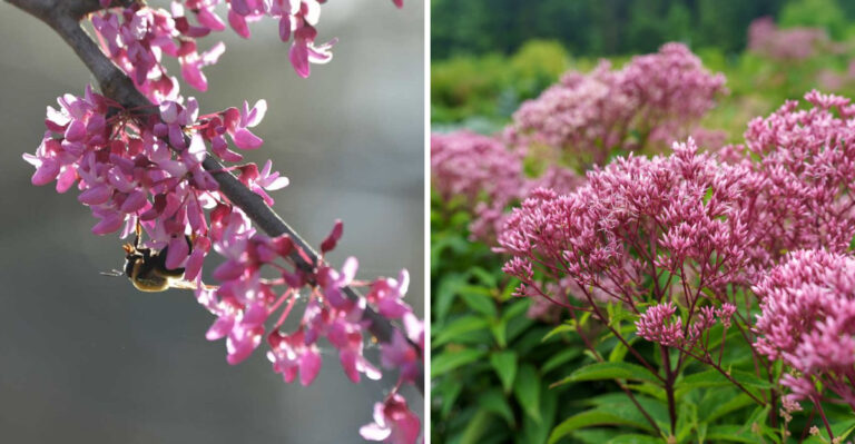 eastern redbud and joe pye weed