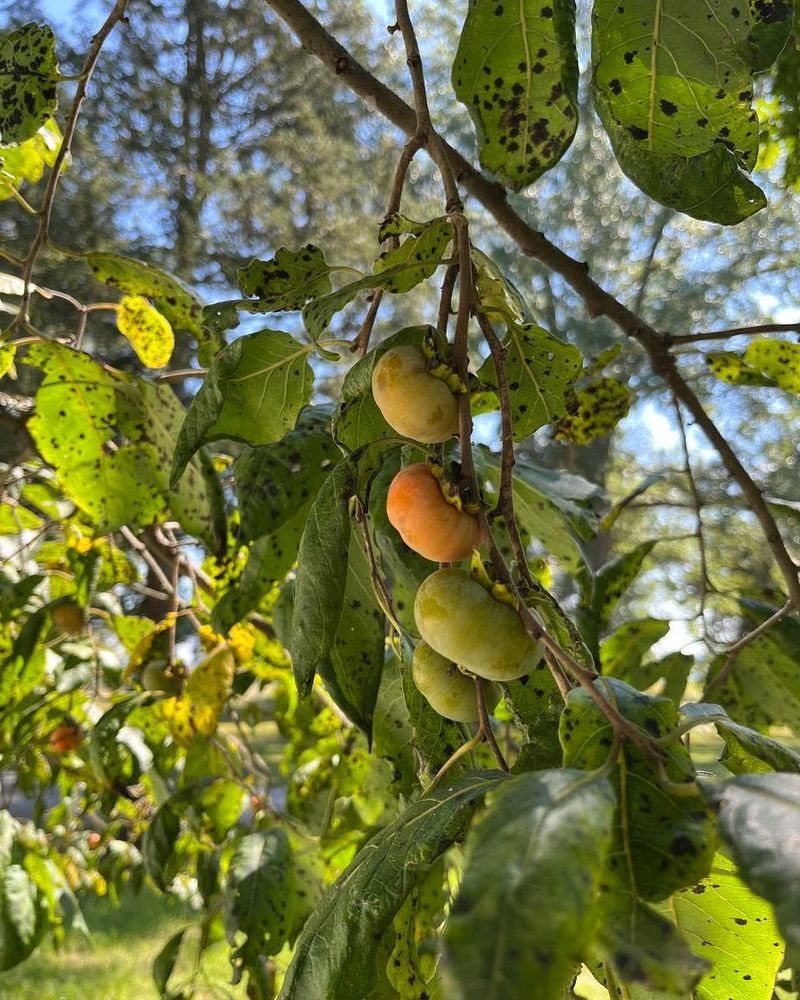 Native Persimmon Provides Seasonal Fruit Native Persimmon Provides Seasonal Fruit