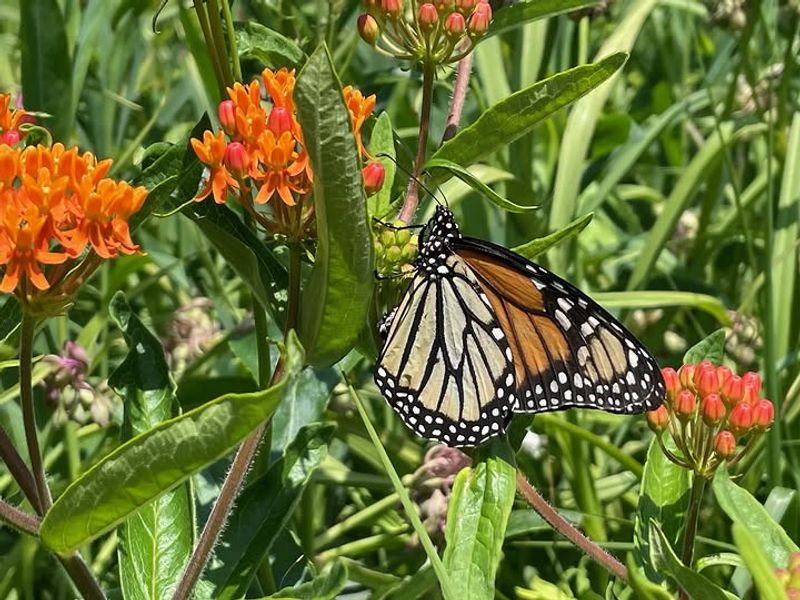 Native Plant Diversity Has Declined Native Plant Diversity Has Declined