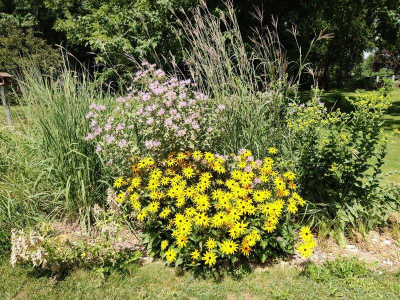 Native Plants Are In Demand Native Plants Are In Demand