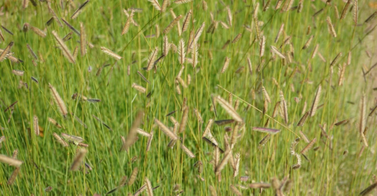 Native Plants Arizona Residents Prefer Over Fountain Grass