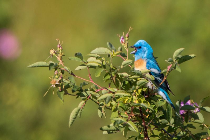 Native Plants Bring Birds Without Creating A Messy Yard
