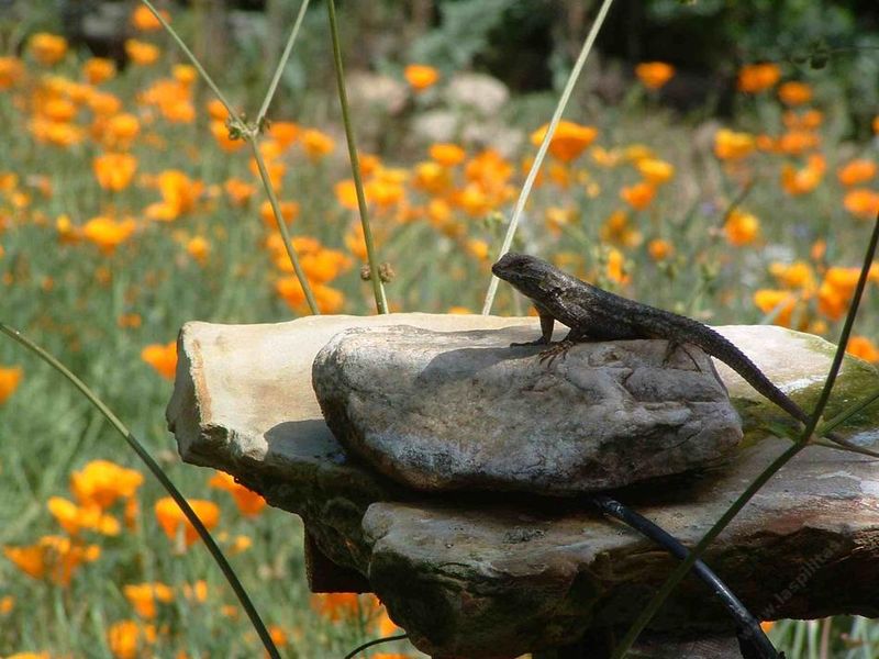 Native Plants Bring The Insects Fence Lizards Eat Native Plants Bring The Insects Fence Lizards Eat