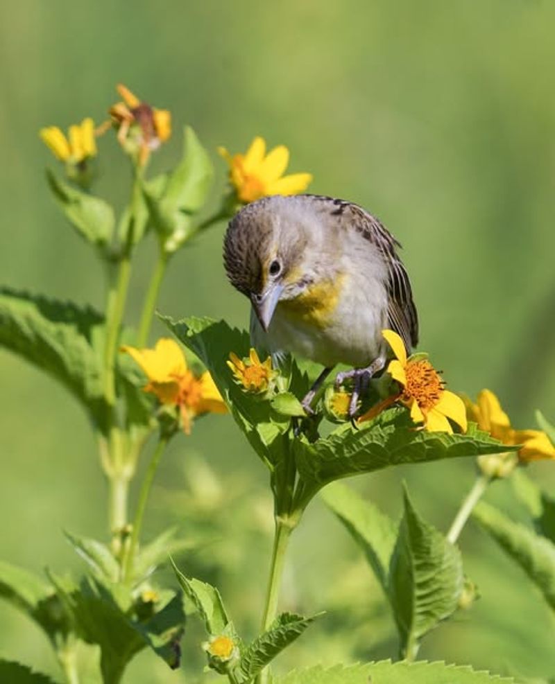 Native Plants Encourage Insectivorous Birds