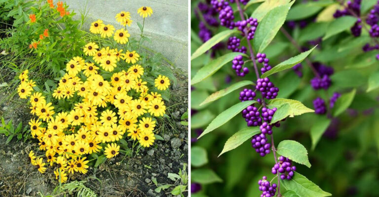 Native Plants Every Georgia Gardener Should Be Growing