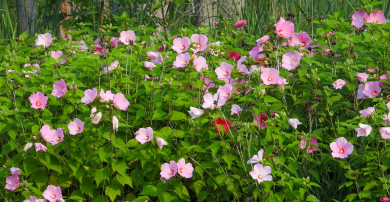 Native Plants For Eastern Pennsylvania That Handle Summer Humidity Better Than Anything
