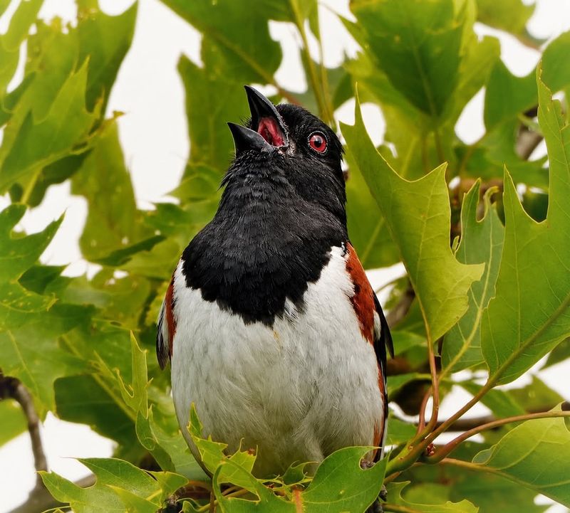 Native Plants Provide Valuable Cover For Nesting Pairs