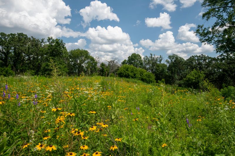 Native Plants Signal A Healthy Habitat