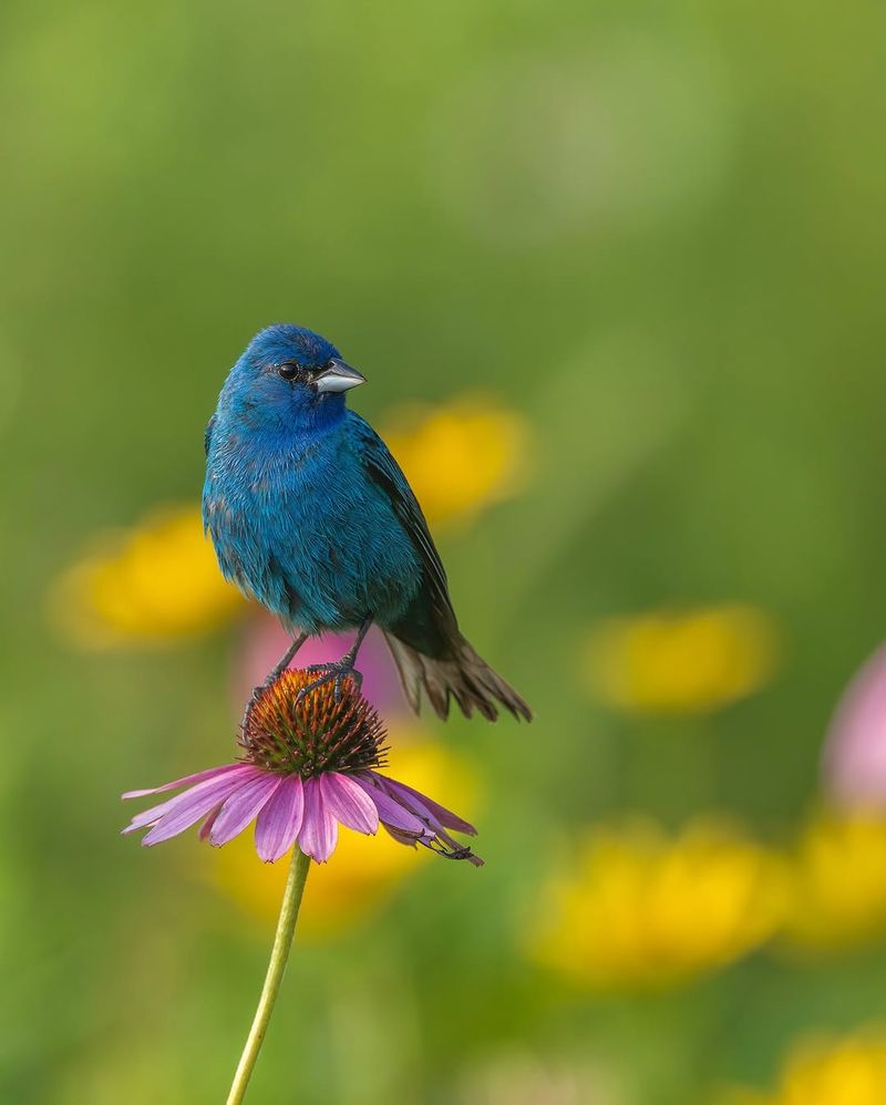 Native Plants Support The Insects They Depend On Native Plants Support The Insects They Depend On