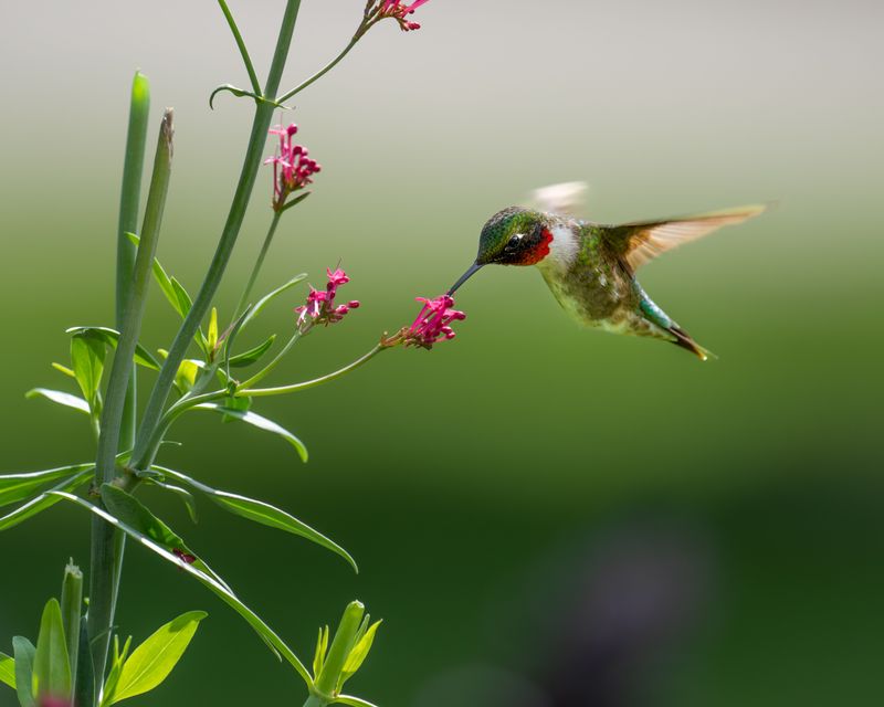 Native Plants That Slow Them Down In Connecticut Gardens