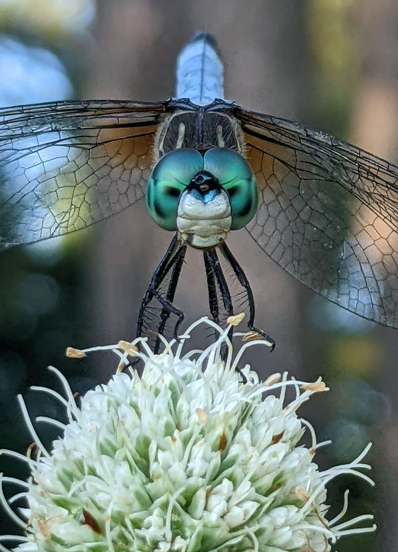 Native Plants Turn Into Productive Dragonfly Habitat