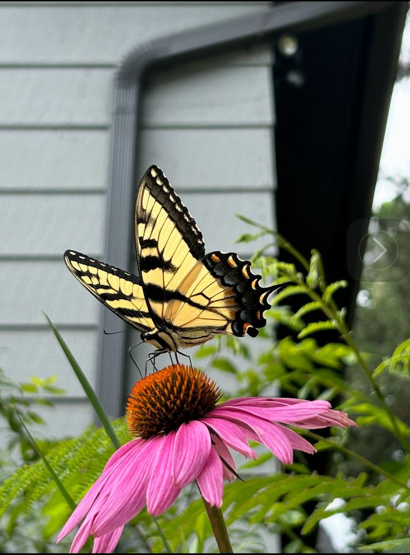 Native Pots Feed More Pollinators