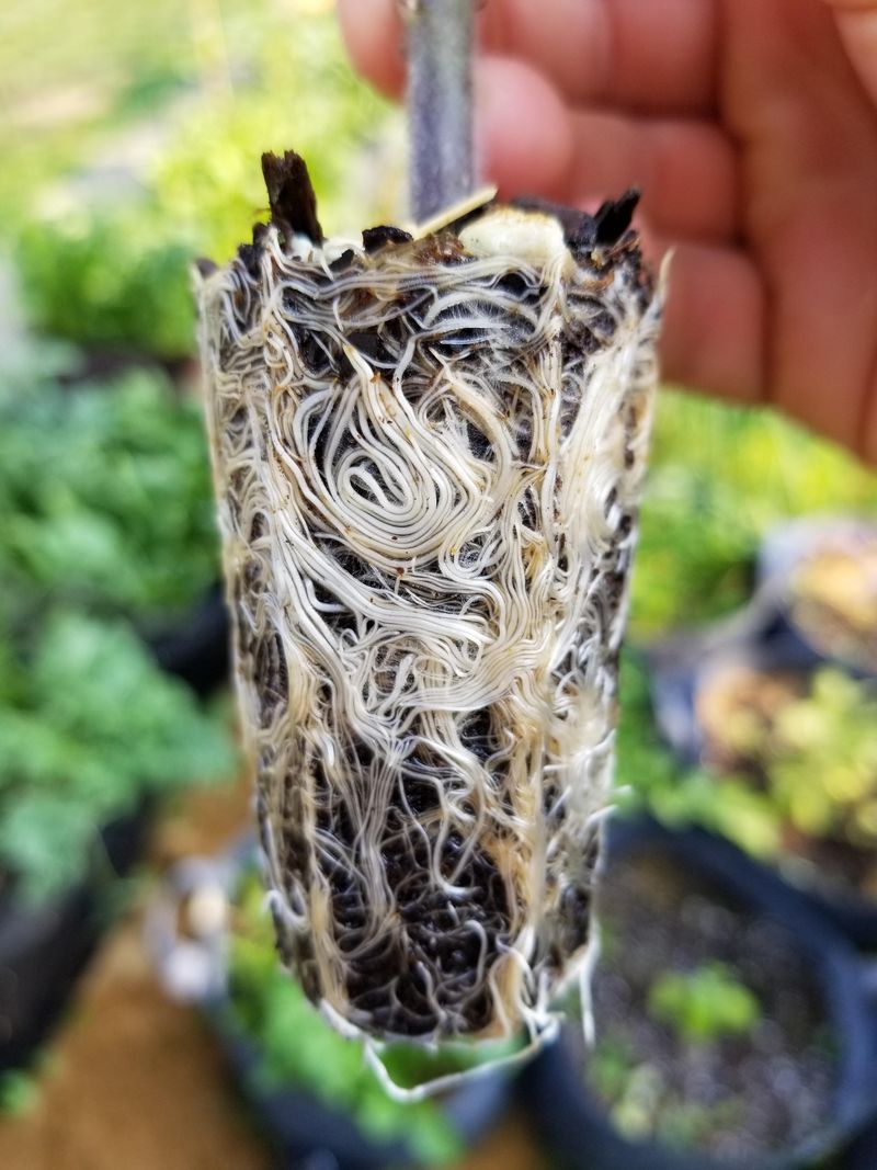 Native Roots Support Living Soil Native Roots Support Living Soil