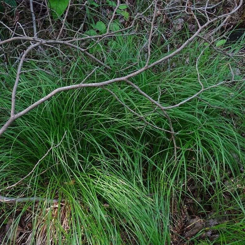 Native Sedges Disappear When Shade Gardeners Get Serious Native Sedges Disappear When Shade Gardeners Get Serious