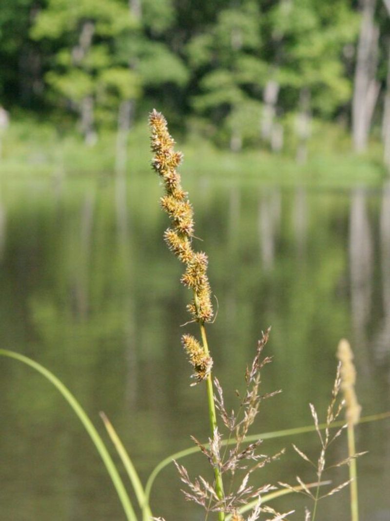Native Sedges Help Hold The Shoreline In Place Native Sedges Help Hold The Shoreline In Place