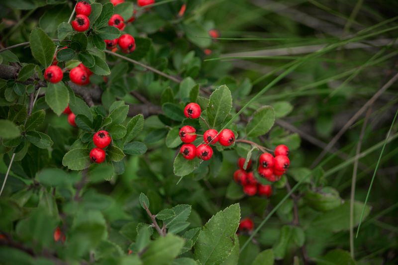 Native Seeds And Berries Are Plentiful In The Area