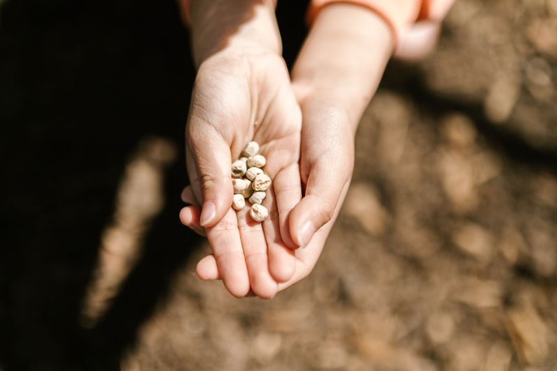 Native Seeds Need More Than A Random Toss