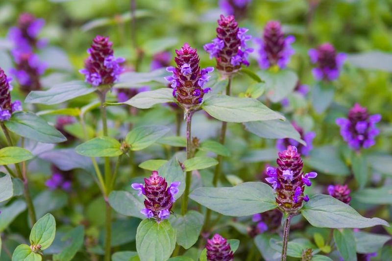 Native Self-Heal Works In Low, Tidy Pollinator Plantings Native Self-Heal Works In Low, Tidy Pollinator Plantings