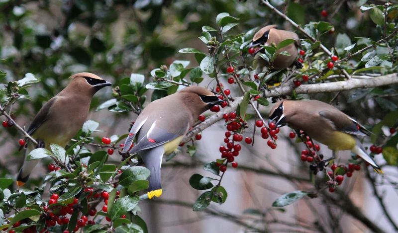 Native Shrub Borders Give Waxwings Safer Places To Land