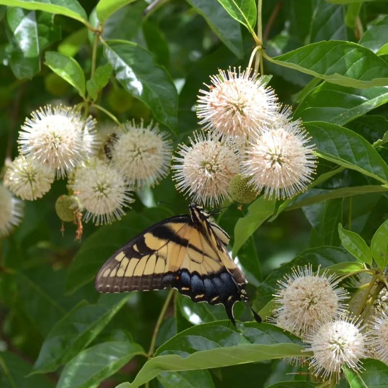 Native Shrub Supports Pollinators And Wildlife